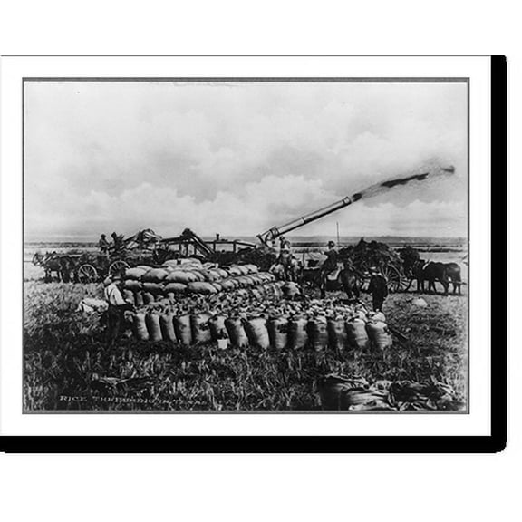 Historic Print, Rice threshing in Texas, 18" x 24"