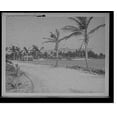 thumbnail image 1 of Historic Print, Royal Palm Hotel from Picknill's [i.e. Brickell] Point, Miami, Fla., 16" x 20", 1 of 3