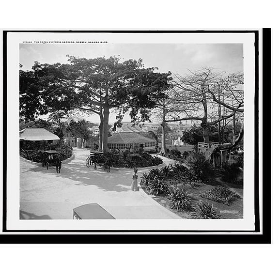 Historic Print, Royal Victoria gardens, Nassau, Bahama Islds., 16" x 20"