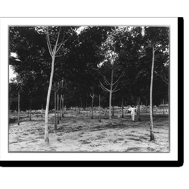 Historic Print, [Rubber plantations, Java?, 1914] 3yearold trees