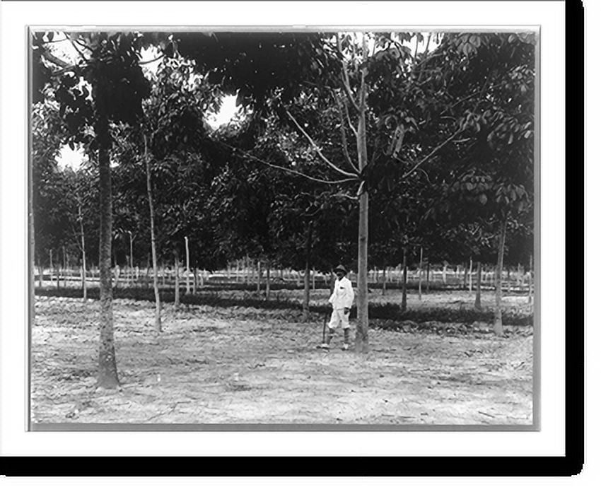 Historic Print, [Rubber plantations, Java?, 1914] 4yearold trees