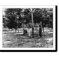 Historic Print, [Rubber plantations, Java?, 1914] tapping trees on
