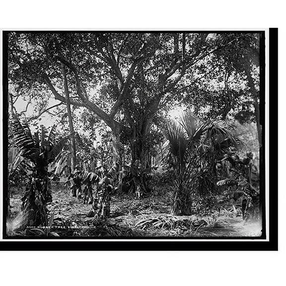 Historic Print, Rubber tree, Eden, 18" x 24"