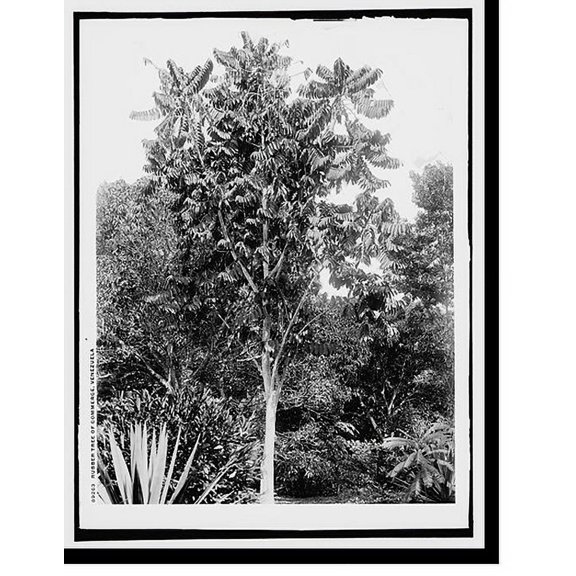 Historic Print, Rubber tree of commerce, Venezuela, 16" x 20"