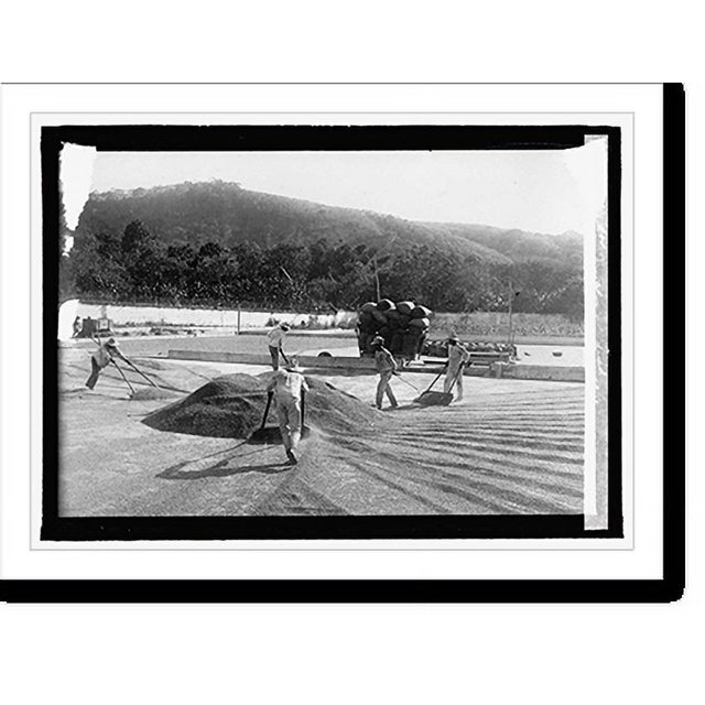 Historic Print, Salvador. La Joya, piling dried coffee, 16" x 20