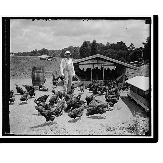 Historic Print, Sam Rice, former Washington ball player on his farm, 16