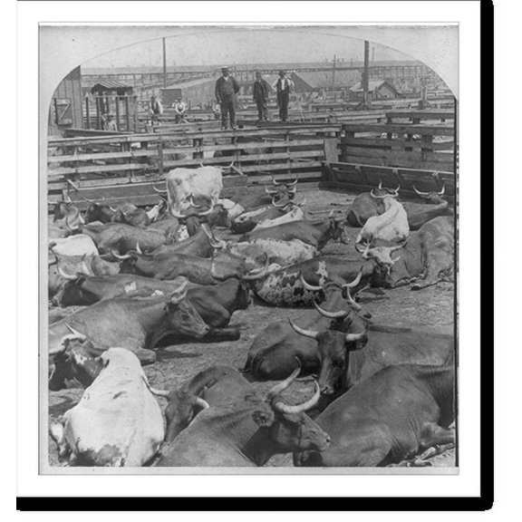 Historic Print, Scene in the Great Union Stockyards, Chicago, 16" x 20"