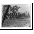 Historic Print, [Scene of hurricane damage in Miami, Florida; fallen
