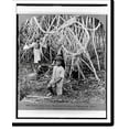 thumbnail image 1 of Historic Print, Screw pines in the Botanical Gardens of Buitenzorg, Java, 16" x 20", 1 of 3