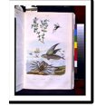 Historic Print, [Seascape scene with crab, flying fish, insect, and