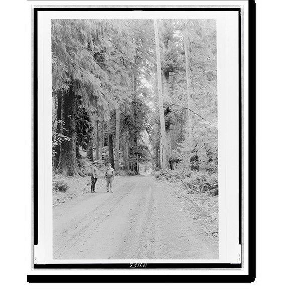 Historic Print, Secretary Ickes and Supt. Macy standing in Queets Road, viewing the spruce trees, 18" x 24"