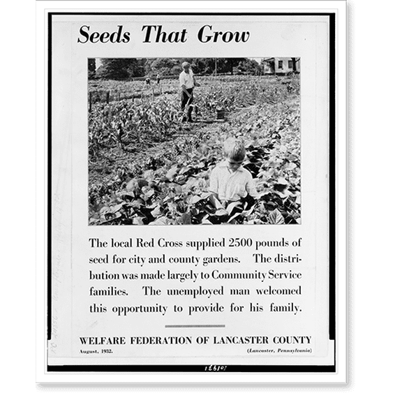 Historic Print, Seeds that grow. the local Red Cross supplied 2500 pounds of seed for city and county gardens..Welfare Federation of Lancaster County., 18" x 24"