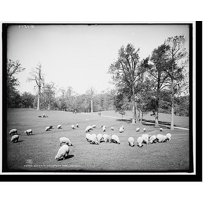 Historic Print, Sheep in Prospect Park, Brooklyn, 16" x 20"