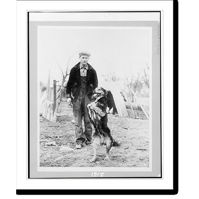 Historic Print, [Shep" a collie dog which chewed off his front legs