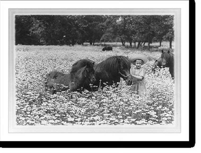 Historic Print, Shetland mare and colt and Ethel [girl] in daisy field