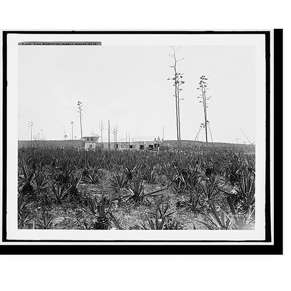 Historic Print, Sisal plantation, Nassau, Bahama Islds., 16" x 20"