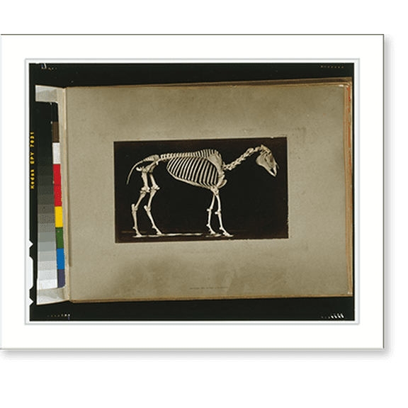 Historic Print, Skeleton of horse. Standing, 16" x 20"