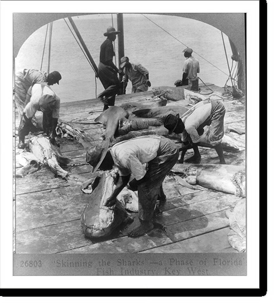 Historic Print, Skinning the sharks a phase of Florida's fish