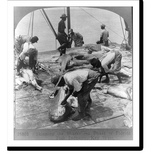 Historic Print, Skinning the sharks a phase of Florida's fish industry, Key West, 16" x 20