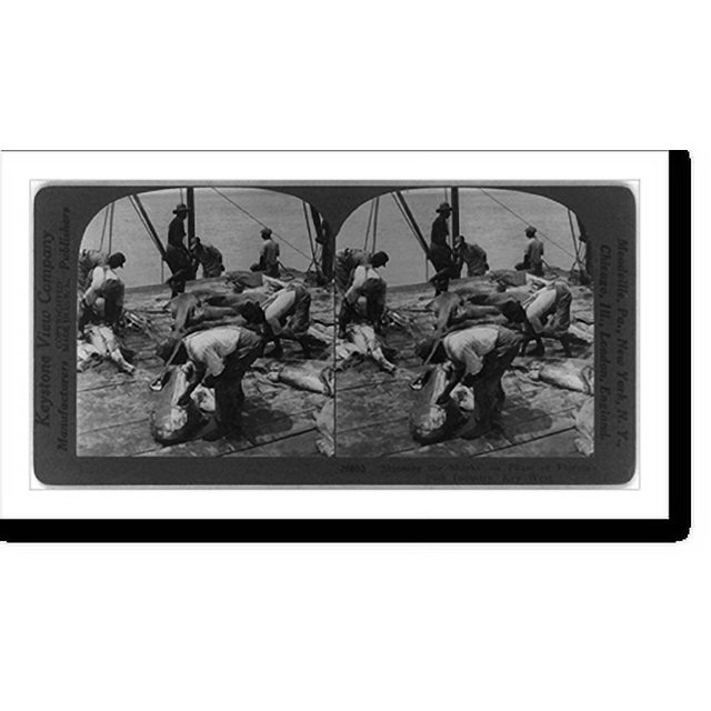 Historic Print, Skinning the sharks a phase of Florida's fish
