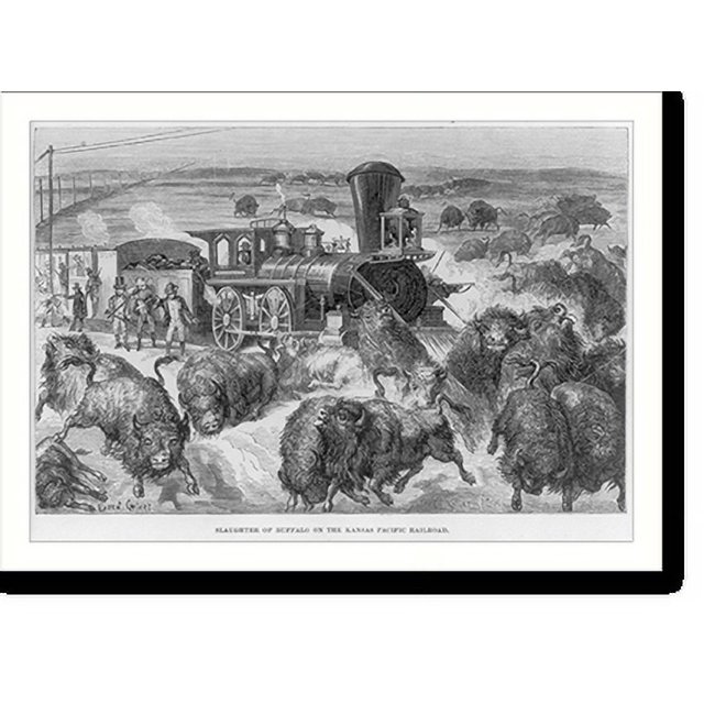 Historic Print, [Slaughter of Buffalo on the Kansas Pacific Railroad