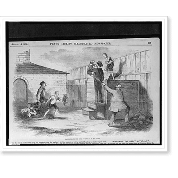 Historic Print, Slaughtering the dogs - Andy" in his glory", 16" x 20"