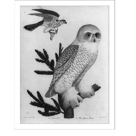 Historic Print, Snow Owl and Male Sparrow Hawk, 18" x 24"