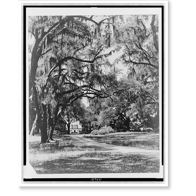 Historic Print, [Spanish moss on trees next to lane, building in