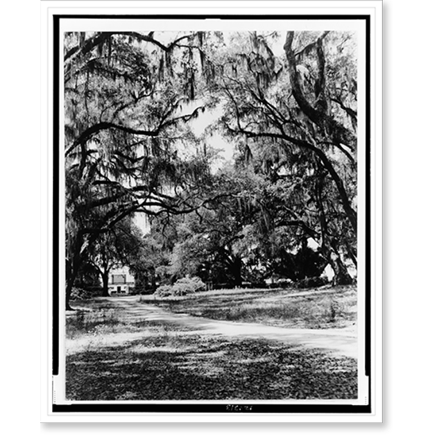 Historic Print, [Spanish moss on trees next to lane, building in