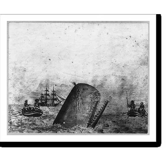 Historic Print, Sperm whale in a flurry, 1831, 18" x 24"