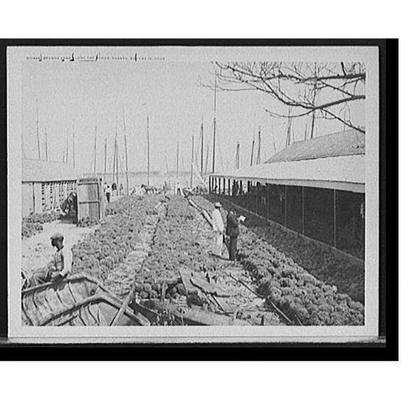 Historic Print, Sponge yard along the docks, Nassau, Bahama Islands, 16" x 20"