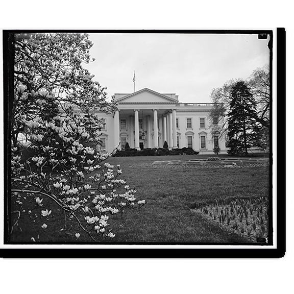 Historic Print, Springtime at White House. Washington, D.C., March 28. A springtime picture of the White House, showing the Magnolia Blossoms on the left. Thousands of visitors visit th…16" x 20"
