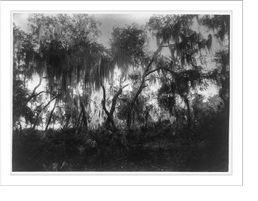 Historic Print, [St. Davids Park, Green Cove Springs, Florida].Geo