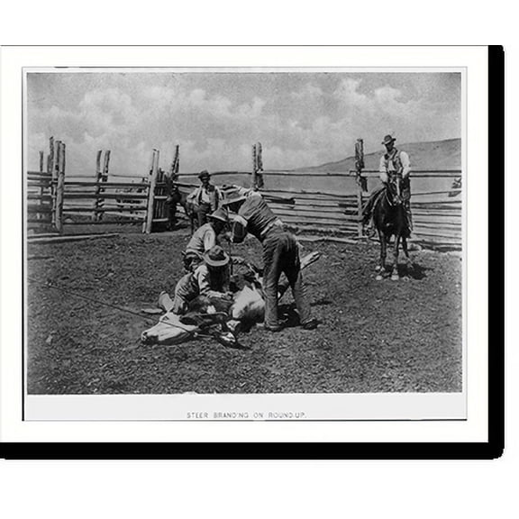 Historic Print, [Steer branding on round-up], 16" x 20"