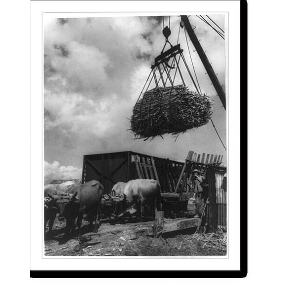 Historic Print, [Sugar cane agriculture, Central America], 16" x 20"