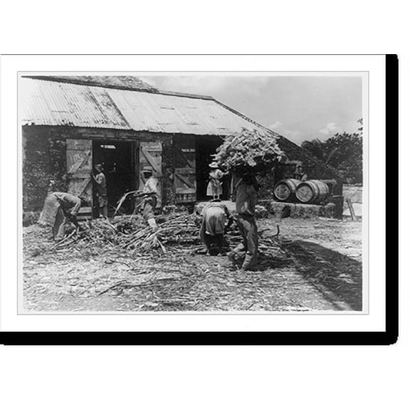 Historic Print, Sugar cane mill, Barbados, 16" x 20"