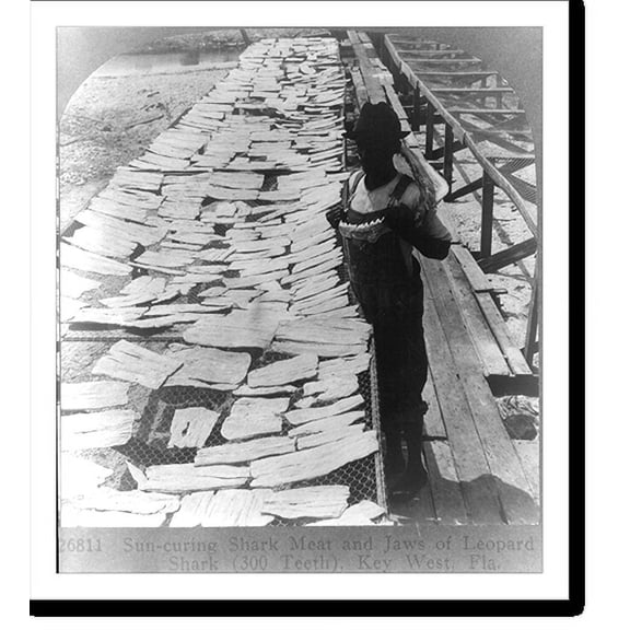 Historic Print, Sun-curing shark meat and jaws of leopard shark (300 teeth), Key West, Fla., 18" x 24"