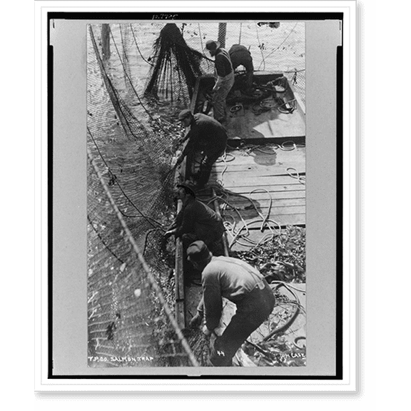 Historic Print, T.P. Co. salmon trap, 16" x 20"