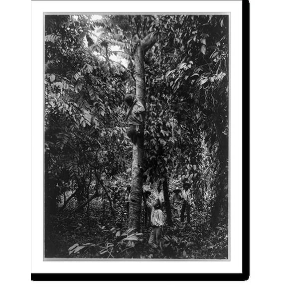 Historic Print, [Tapping a rubber tree, Motagua Valley, Guatemala], 18" x 24"