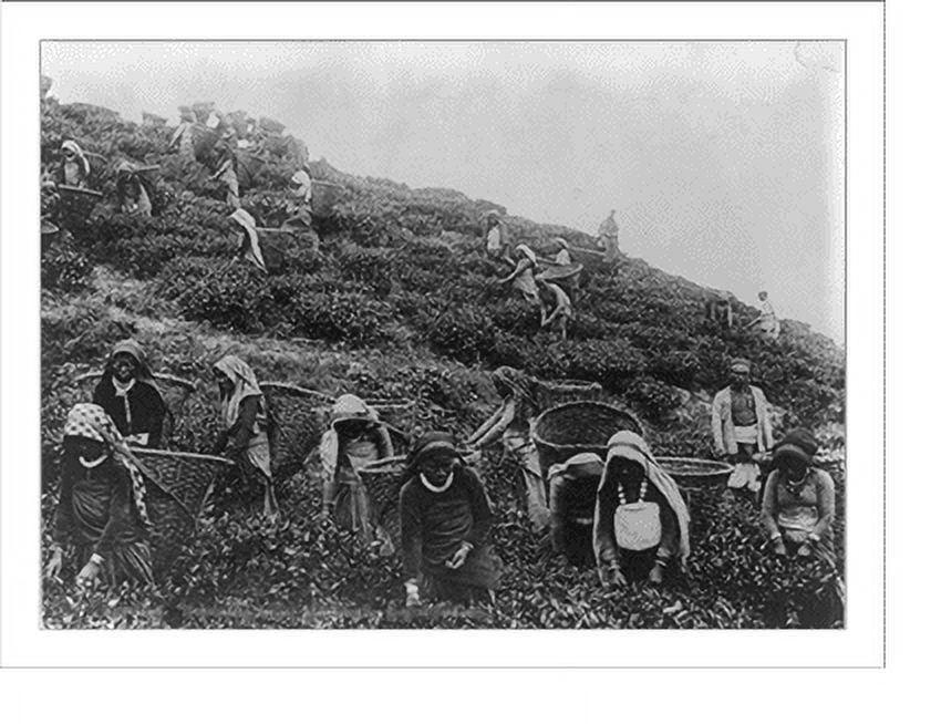 Historic Print, Tea pickers in the Himilayas, India, 16" x 20