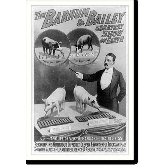 Historic Print, The Barnum & Bailey greatest show on earth. Troupe of very remarkable trained pigs, 18" x 24"