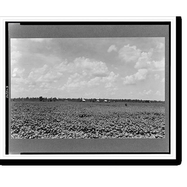 Historic Print, The Delta landscape is dotted with cotton cabins for