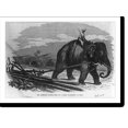 Historic Print, The Elephant Plough, Used on a Sugar Plantation in