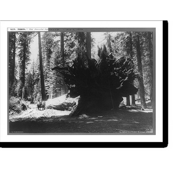 Historic Print, The Fallen monarch, 18" x 24"