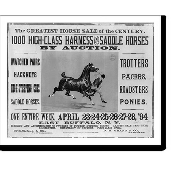 Historic Print, The Greatest Horse Sale of the Century - 1000 High-Class Harness and Saddle Horses by Auction, 16" x 20"