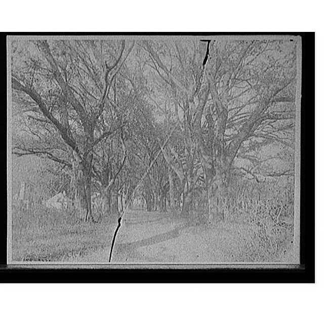 Historic Print, [The Hermitage, avenue of oaks, Savannah, Ga.], 16" x