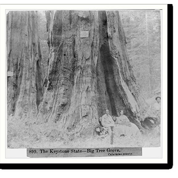 Historic Print, The Keystone State - Big Tree Grove, Calaveras County, 18" x 24"