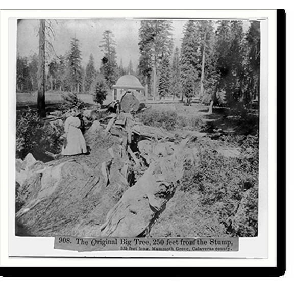 Historic Print, The Original Big Tree, 250 ft from the Stump, 335 ft. long, Mammoth Grove, Calaveras County, 18" x 24"