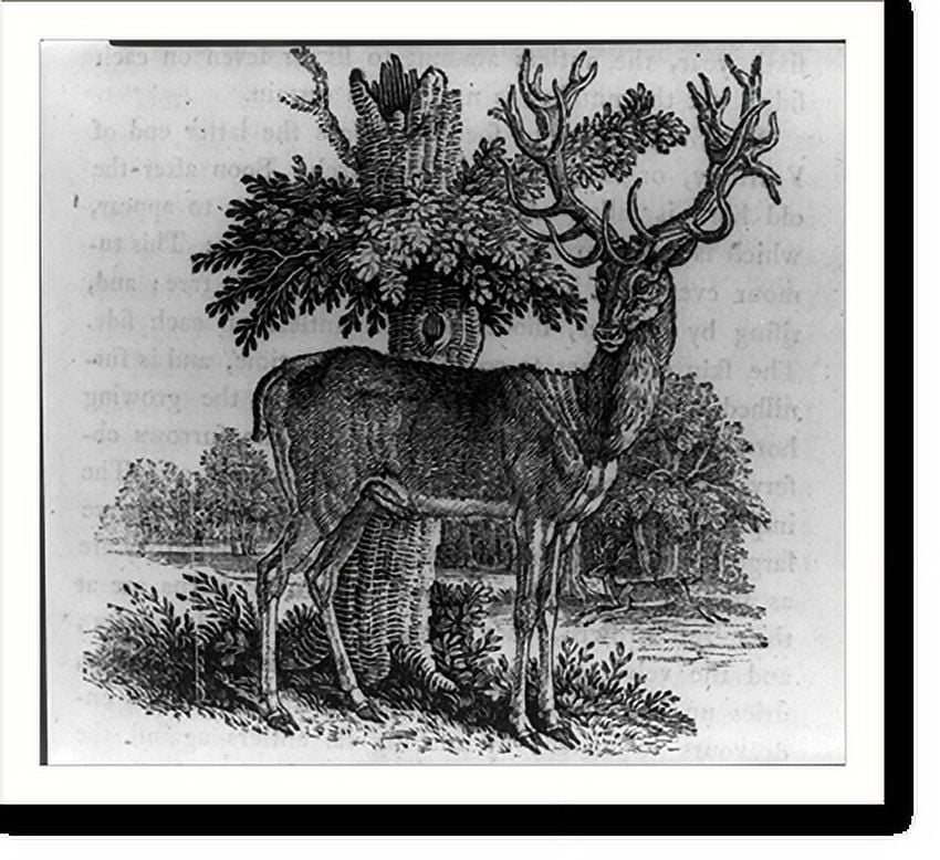 Historic Print, The Stag, or Red Deer, 16" x 20"