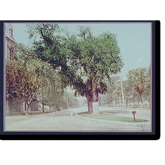 Historic Print, The Washington Elm, Cambridge, 16" x 20"